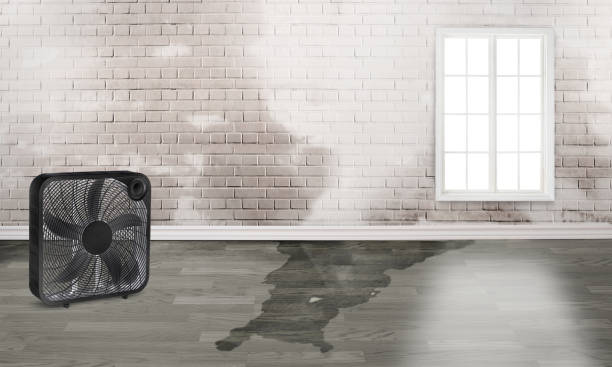Best Flood restoration services  in St Ansgar, IA